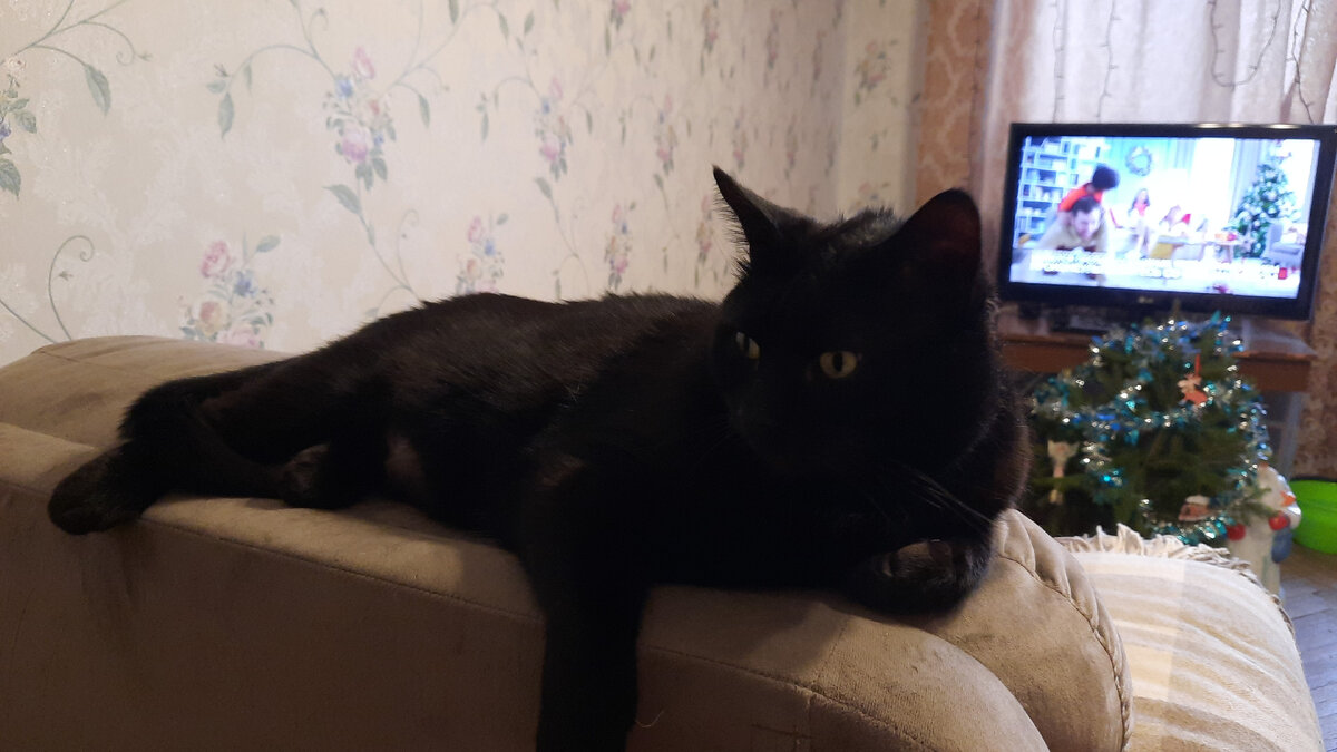 Василий - кот моей подруги Оли этим же днем