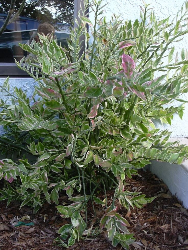 Педилантус