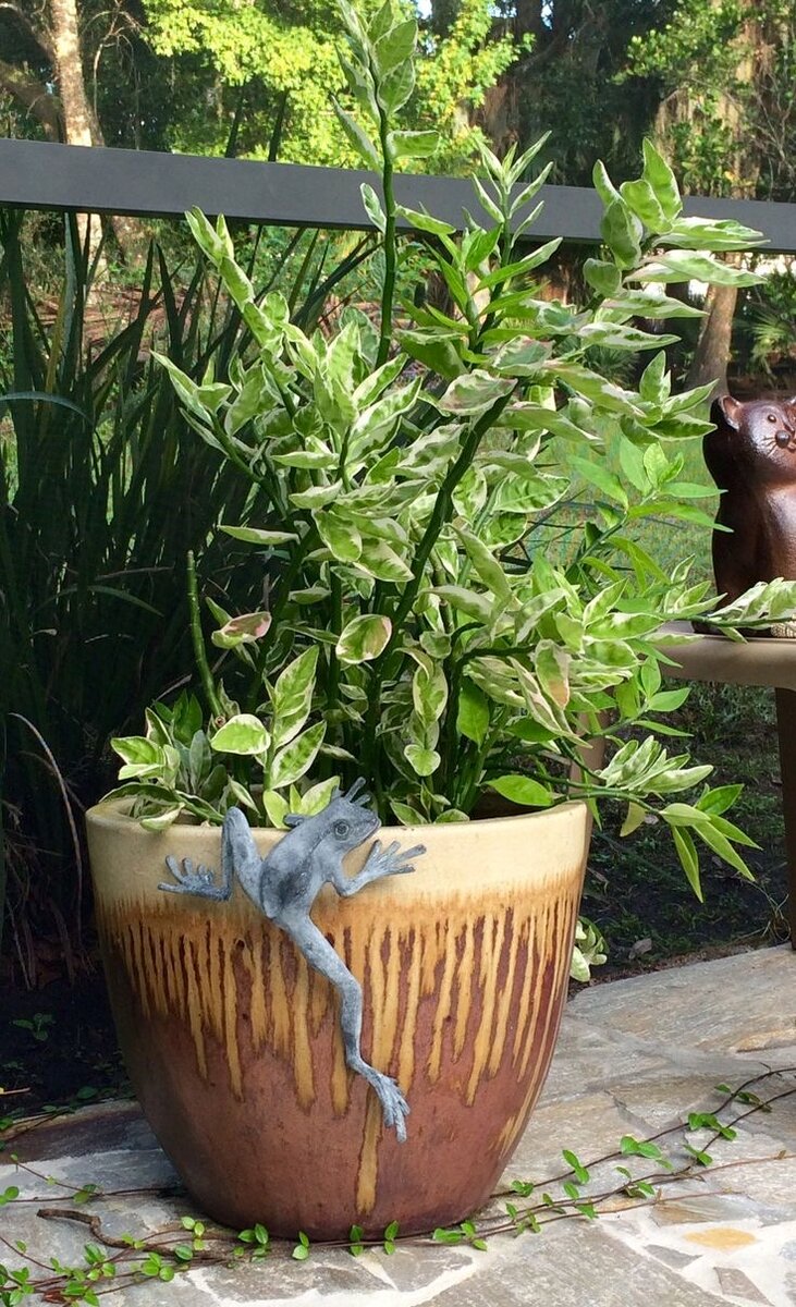 Педилантус 