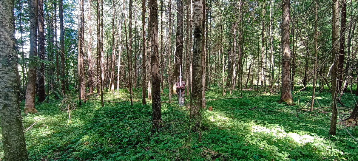 Запахло лесом