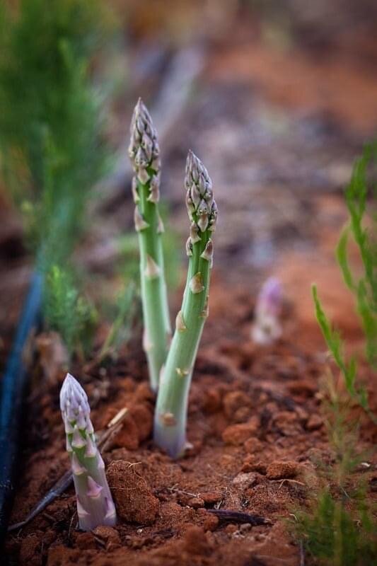 Толстенький мясистый аспарагус выращивают на ферме. 