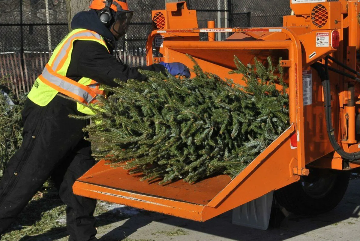 Переработка новогодних ёлок