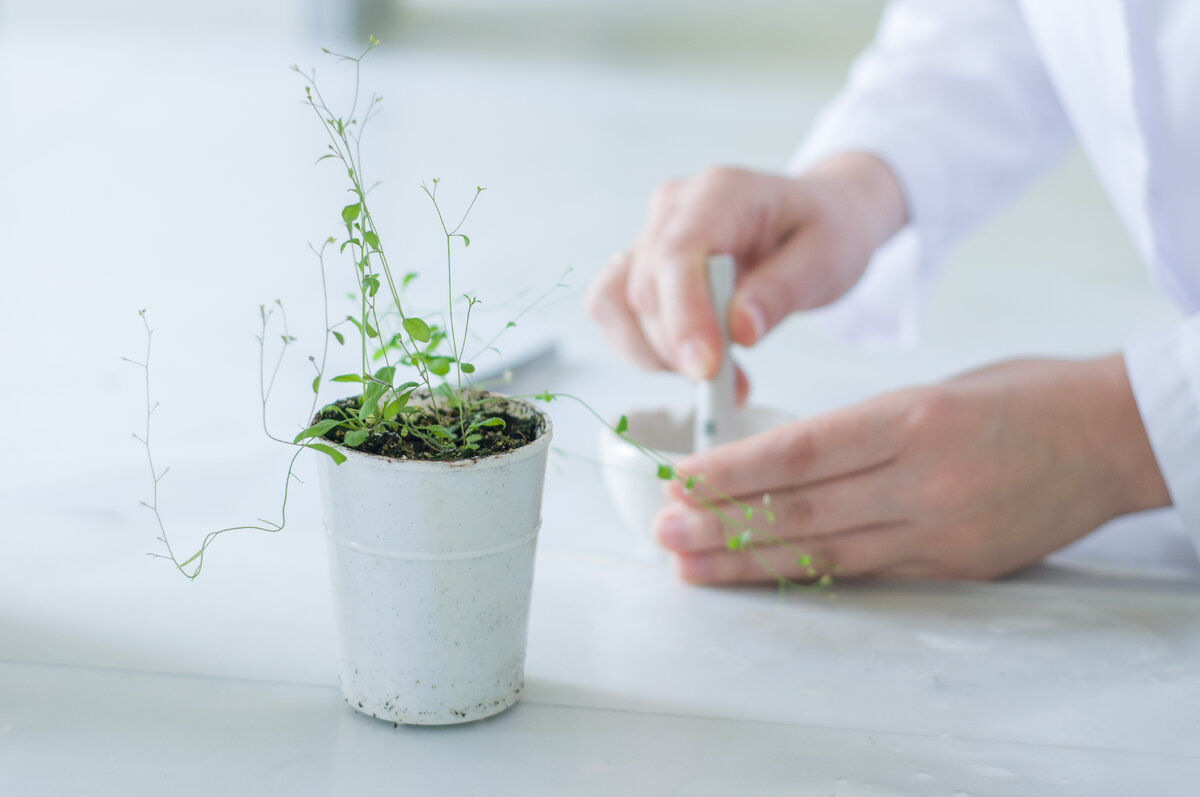 Корень табака выступает в роли "фильтра", поскольку аккумулирует в себе избыток меди. Фото: Анастасия Мавренкова. 