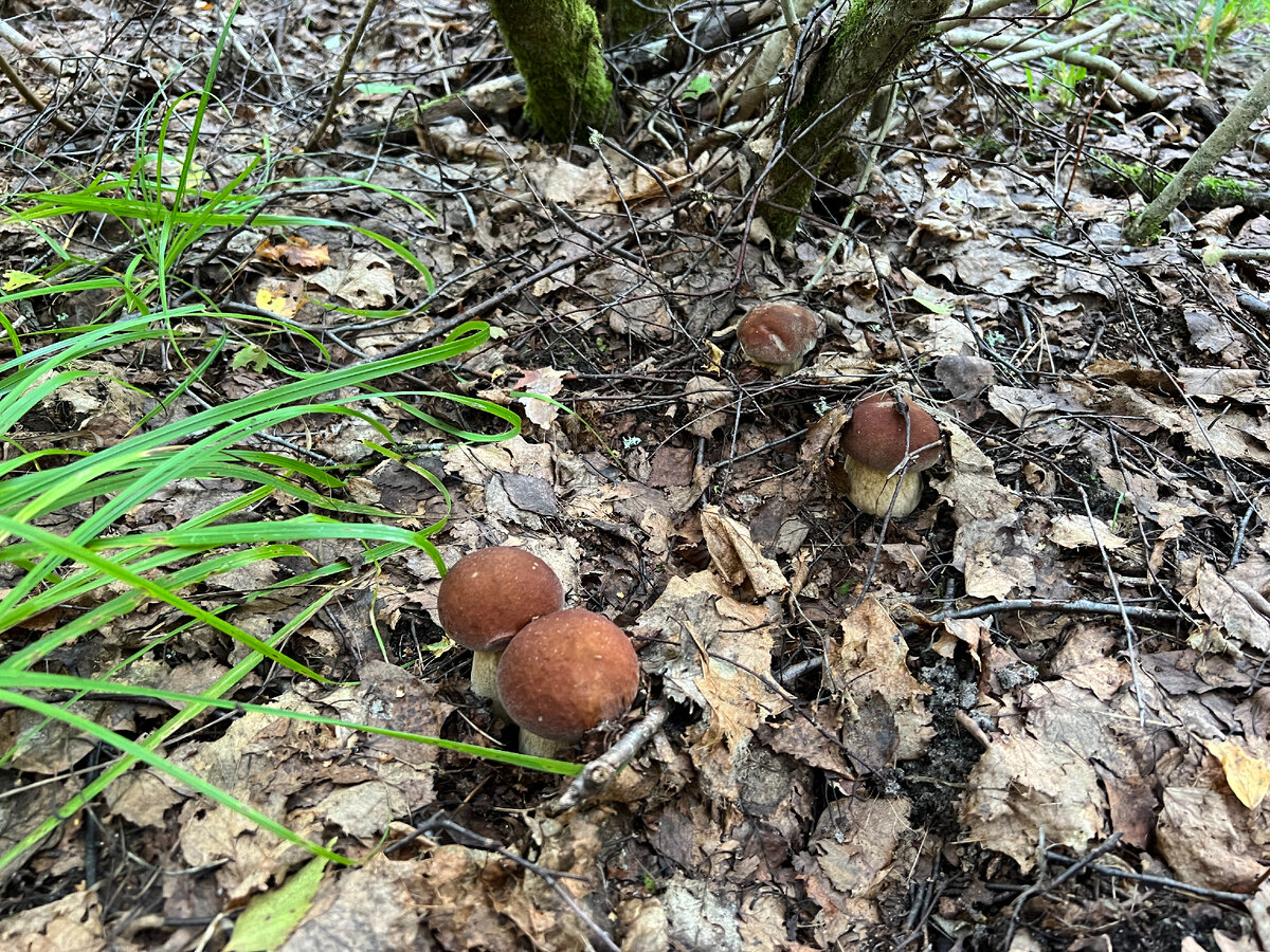 Фото автора . Сезон 2023 Белые грибы сетчатые