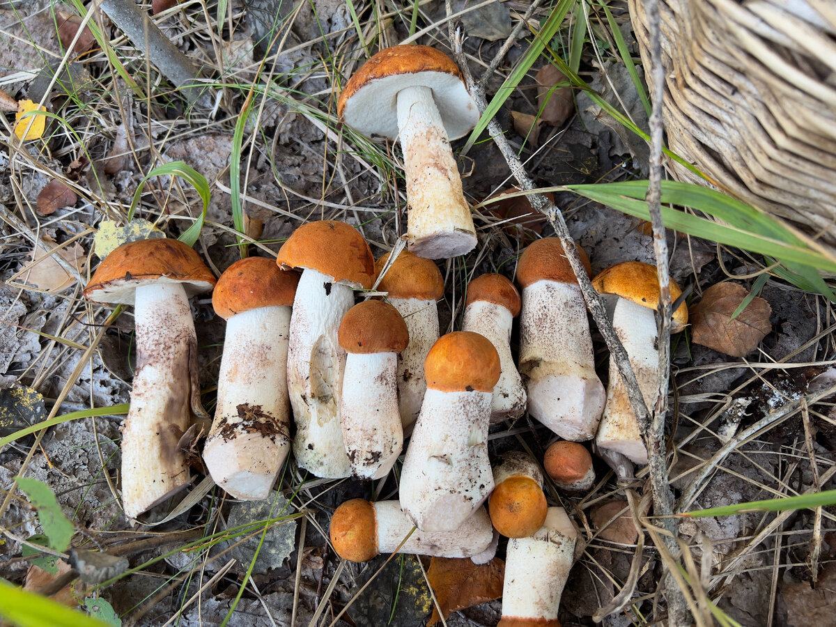 Фото автора . Сезон 2023