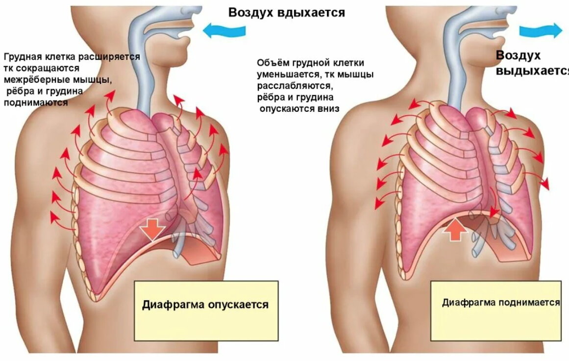 Начало подъема грудной клетки. Грудная клетка человека диафрагма. Диафрагма грудной клетки. Мышцы диафрагмы грудной клетки. Грудная клетка расширяется.