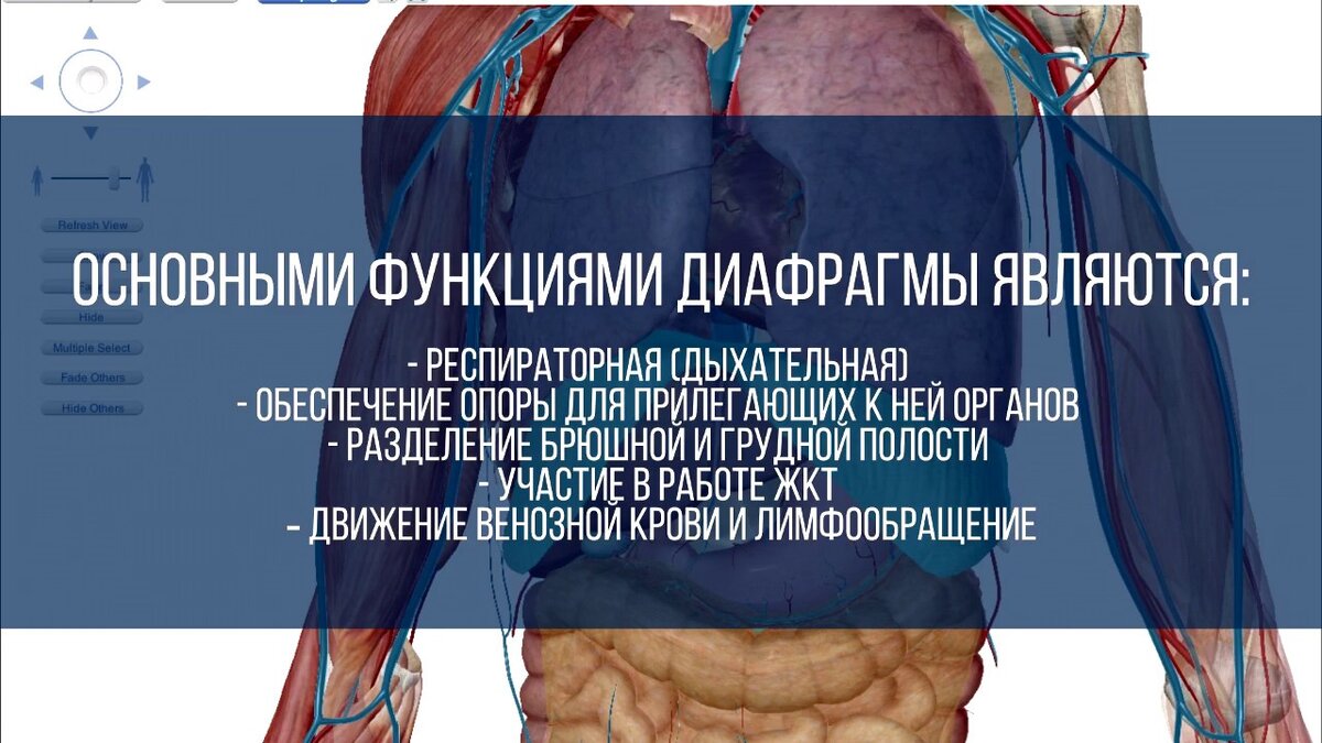 Диафрагмальный реактор метаболизма. | Читающим между слов... | Дзен