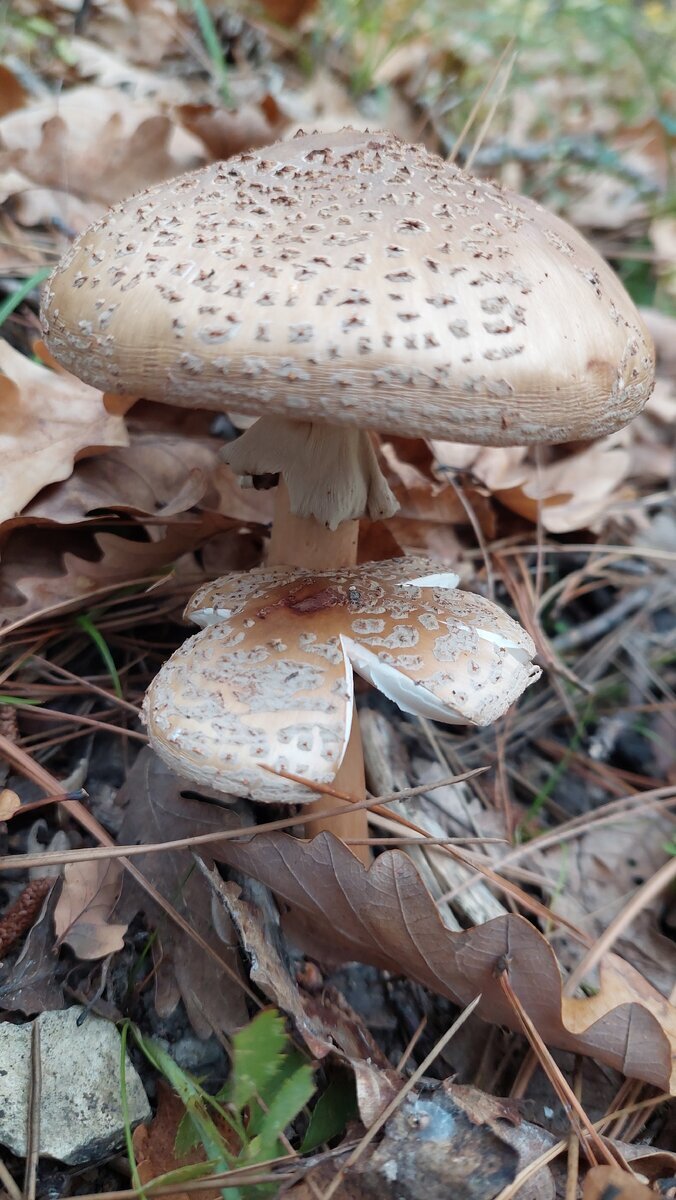 Мухомор серо-розовый. Автор фото Анна Б.