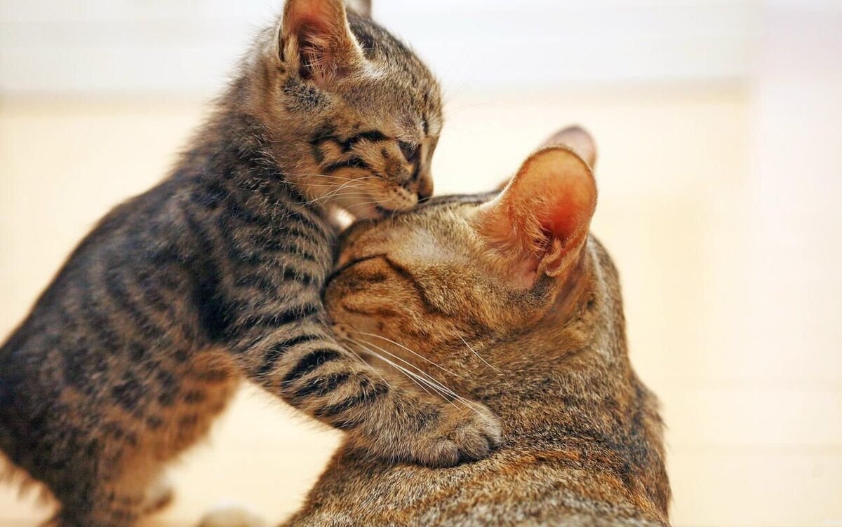 Кошка бодается. Что это значит