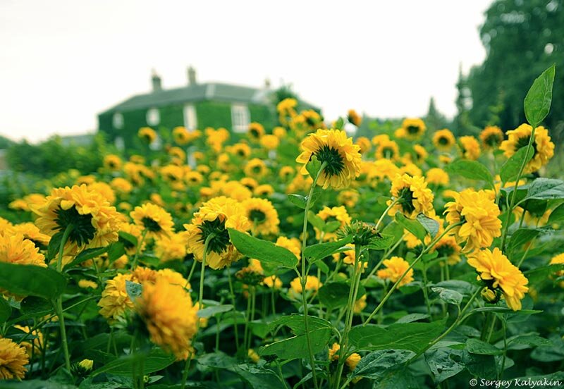 Подсолнечник многоцветковый ‘Soleil d’Or’