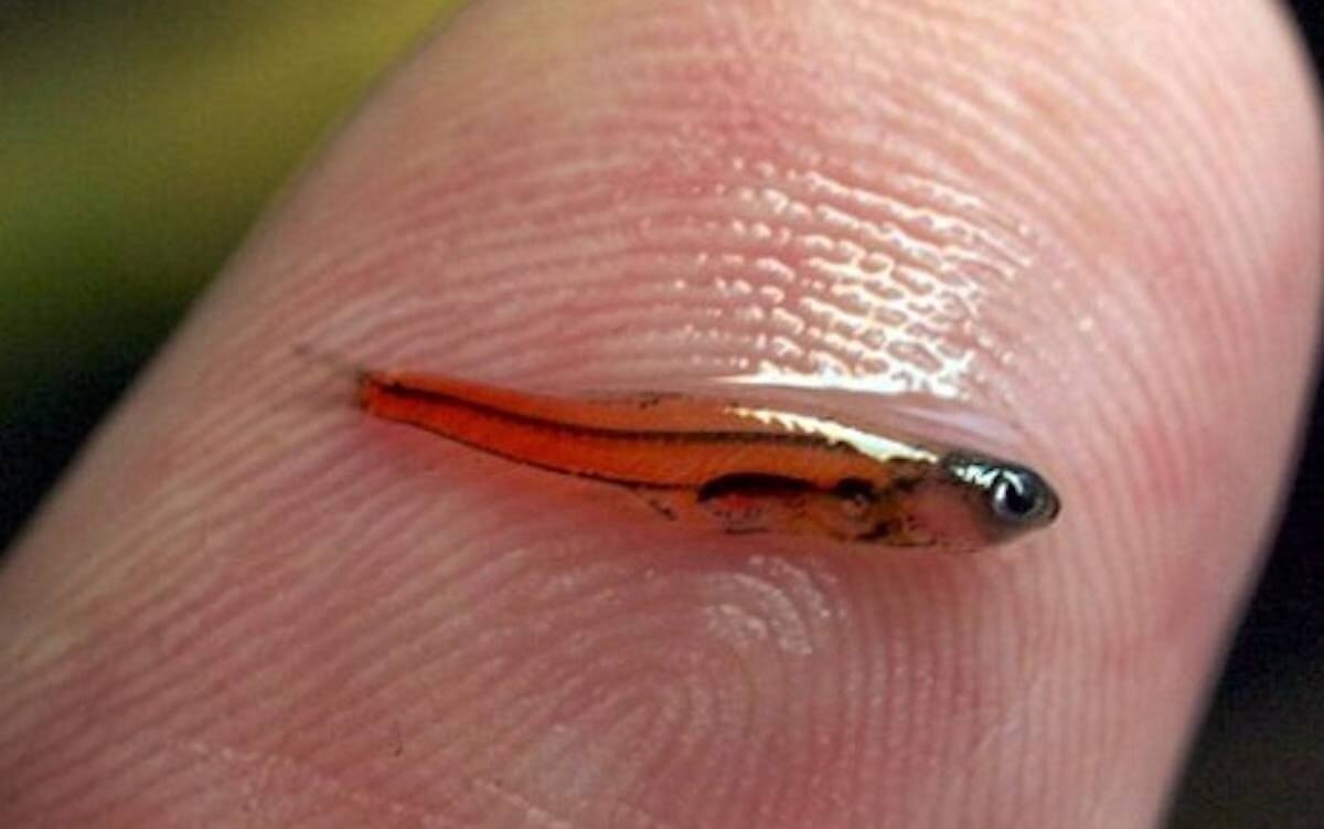 Самые маленькие легкие Самые маленькие легкие