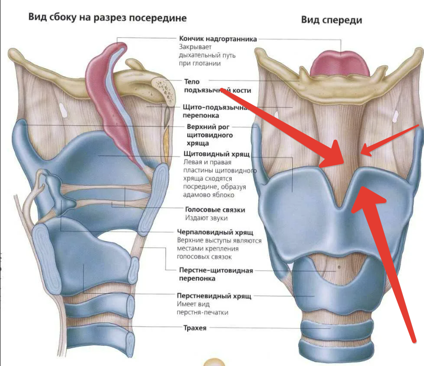 Рак гортани