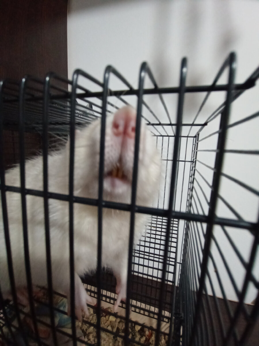 Саблезубый крыс