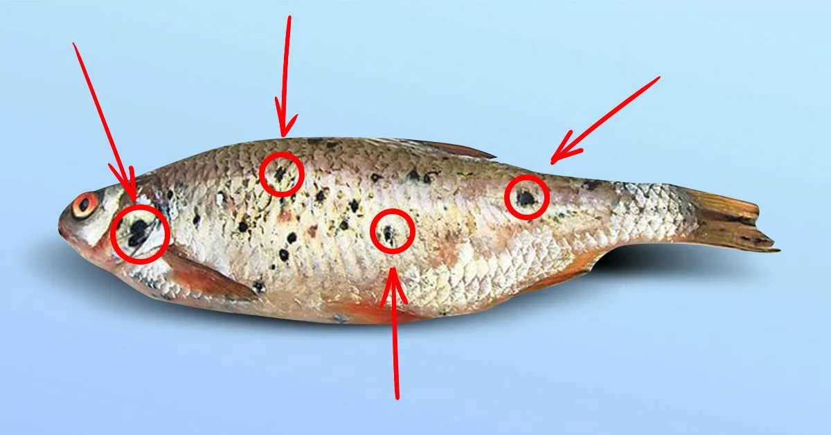 Постодиплостомоз окунь. Постодиплостомоз карповых рыб. Постодиплостомоз на толстолобике. Диплостомоз и постодиплостомоз. Почему рыбы опасны для человека