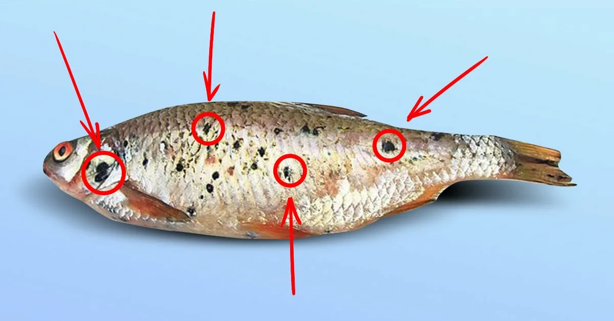 Почему рыбы опасны для человека