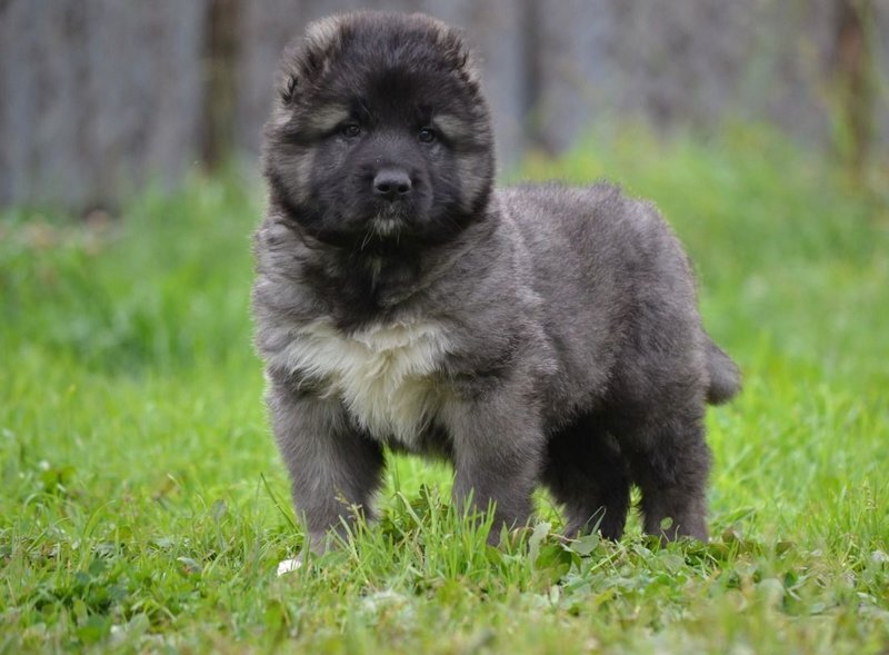 Щенки были очень похожи на этих красавцев