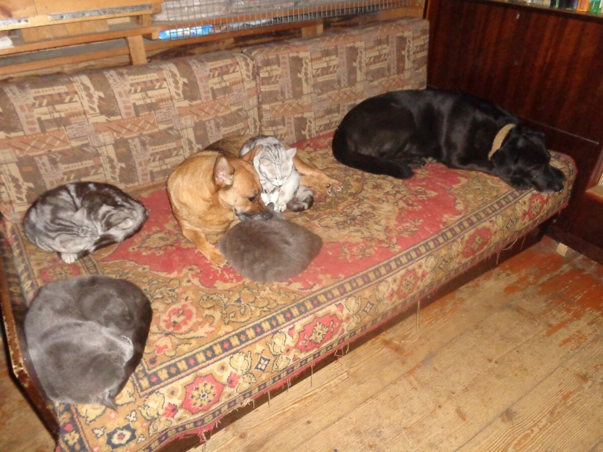 На диване места хватает всем