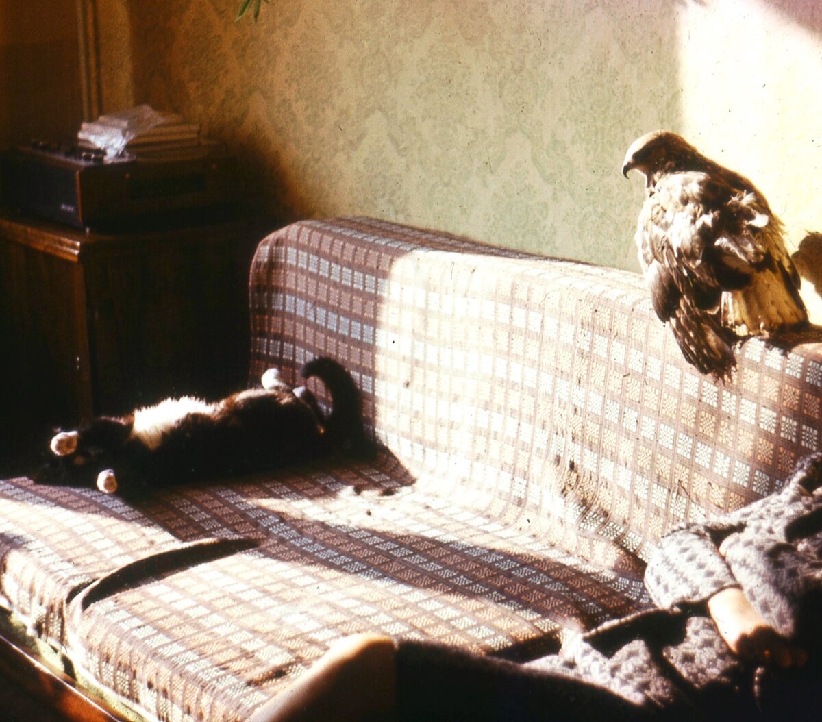 Митька. Далекие 70-ые...