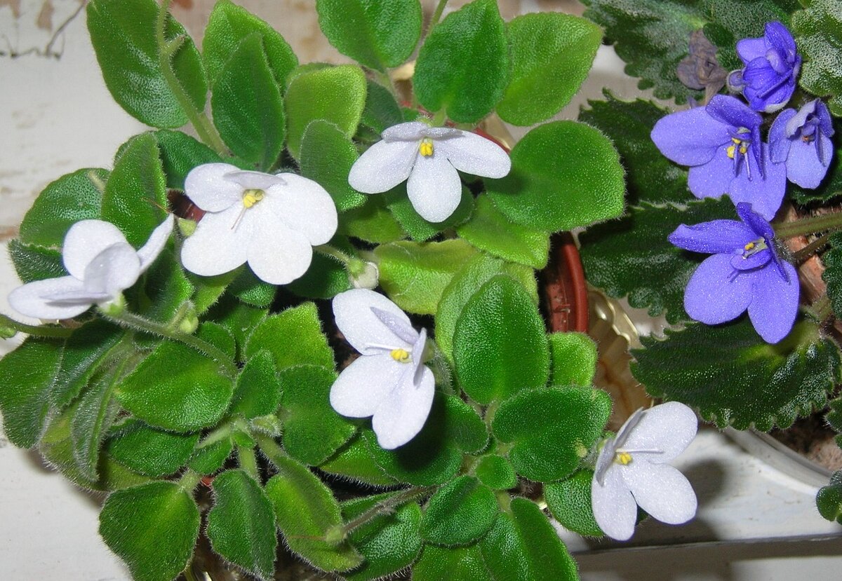 Простая природная форма