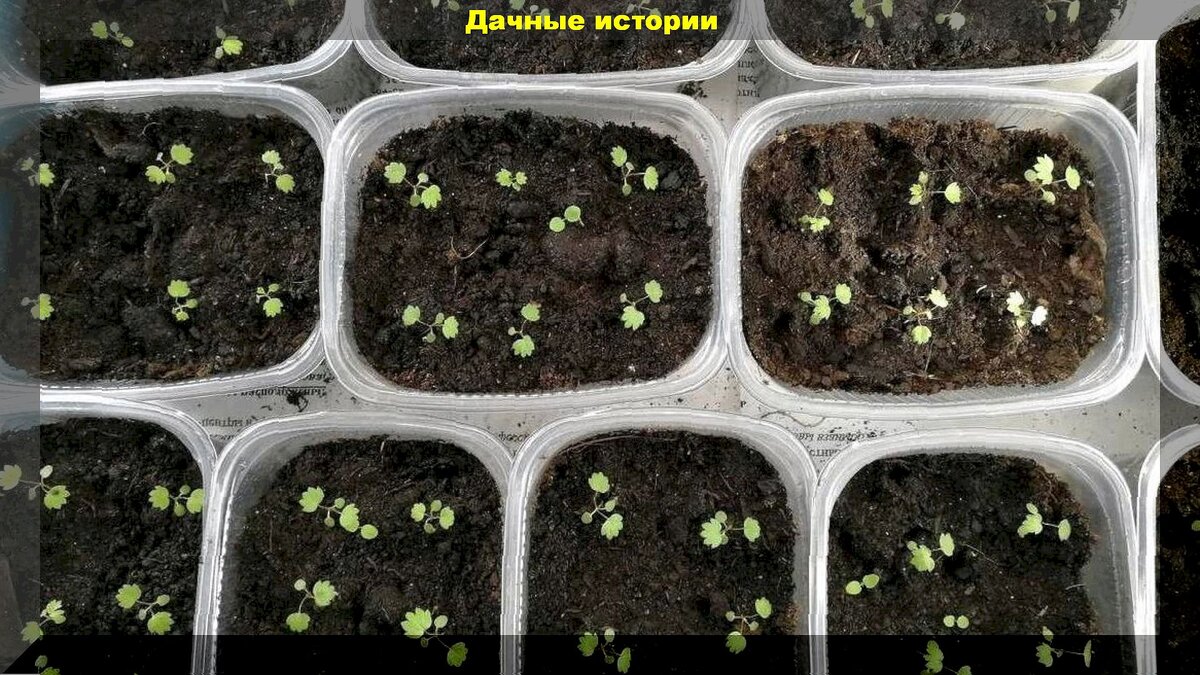Как выглядят всходы из семян земляники фото