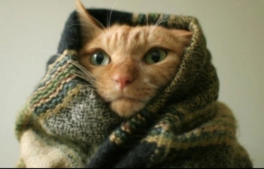 Фото из свободного доступа