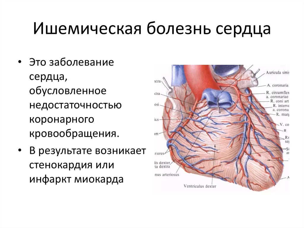 Сердечный наиболее