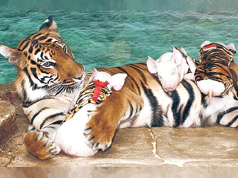 Включи тигриные истории. Тигриный зоопарк в Паттайе. Тигровый зоопарк Сирача. Тигриная ферма Пхукет. Тигриный монастырь Таиланд.