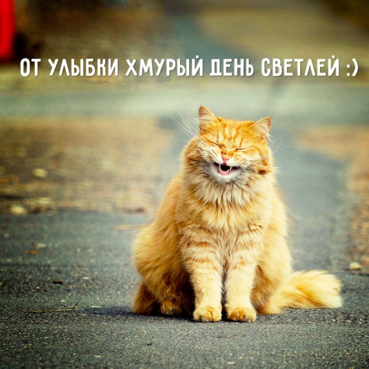 Добрый день картинки с кошками