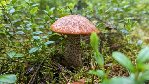 Подосиновик сосновый (Leccinum vulpinum). Как выглядит гриб на месте произрастания.