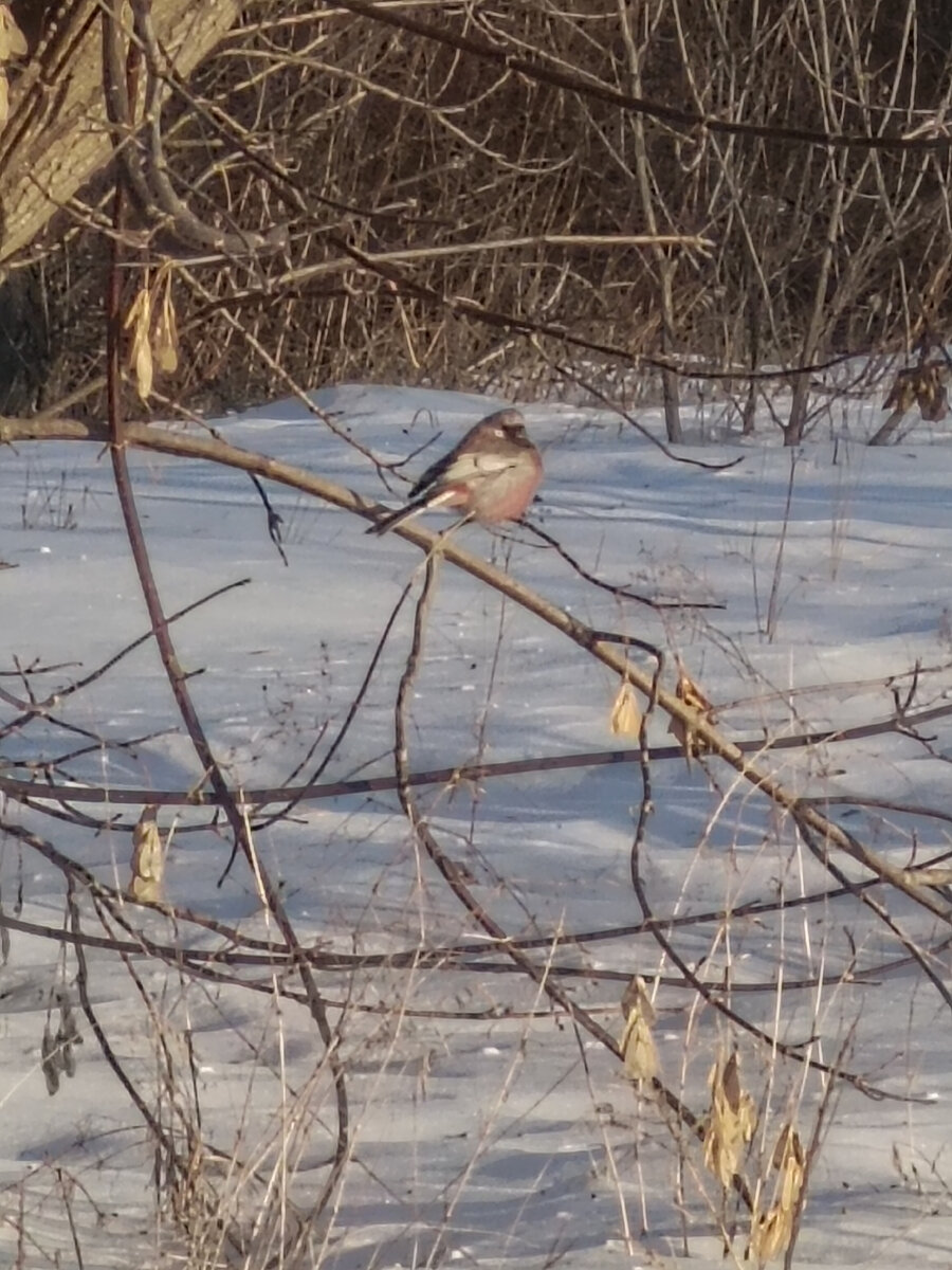 Фото от автора. Урагус. 