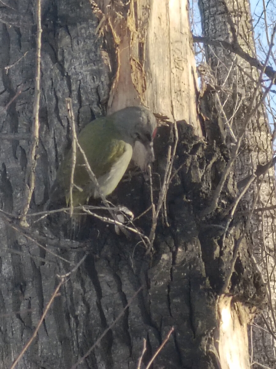 Фото от автора. Серый дятел. 