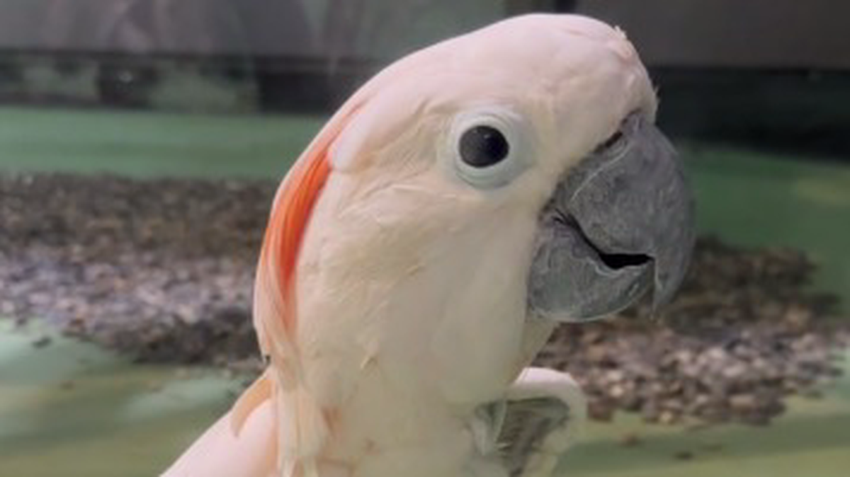    Фото: Telegram / Светлана Акулова