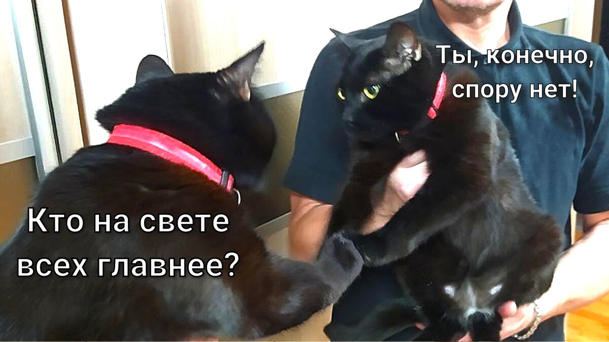 Можно ли котам