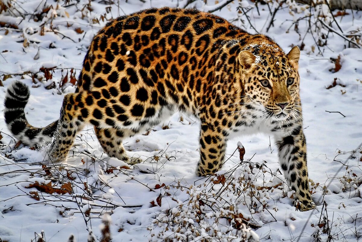 Животные красной книги дальнего востока. Дальневосточный леопард. Дальневосточный леопард (Амурский леопард). Дальневосточный леопард (Амурский Барс). Леопард Уссурийской тайги.