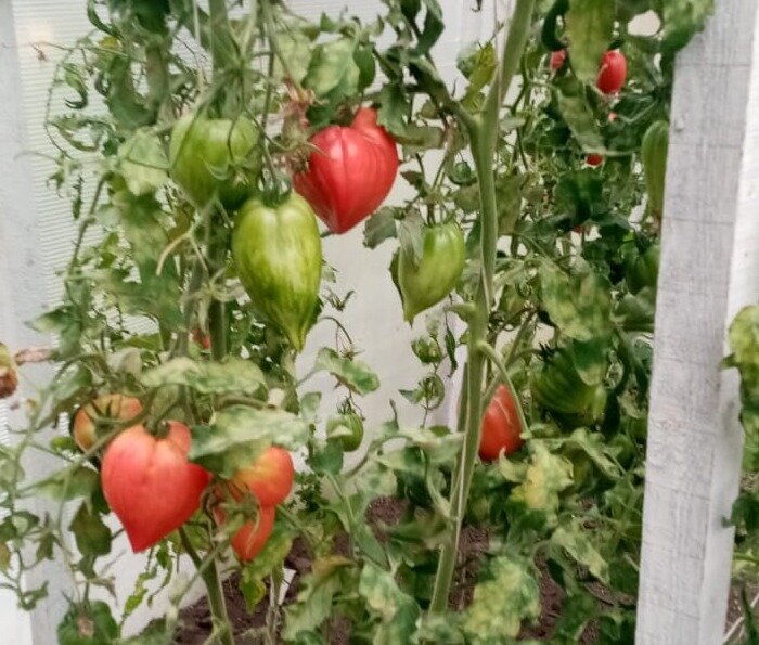 Произведение двух событий. Какое следующее произведение. Умножение с разными знаками после запятой. Произведение матриц правило. Заполнить таблицу 2/3 * а с дробями.