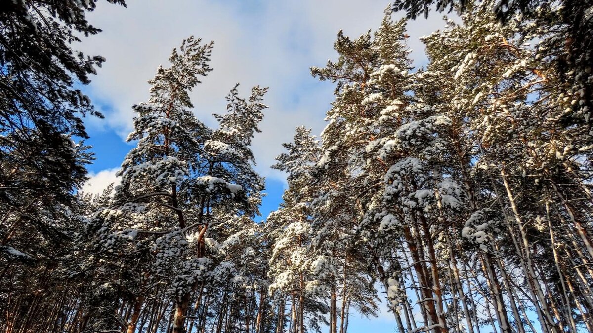 Снежное утро ноября