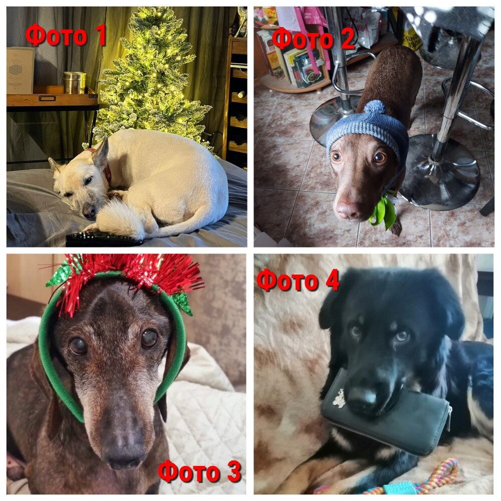 Выберите фото и запомните его номер, ваш выбор определит некоторые события вашего ближайшего будущего)