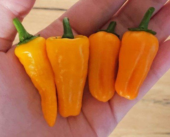 Плоды Costeno Amarillo