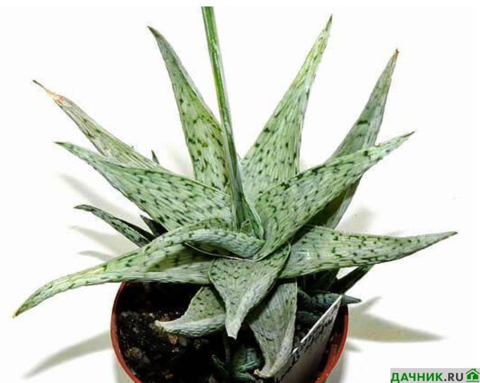 Алоэ пестрое (Aloe variegata) — описание, выращивание, фото | на interactif.ru