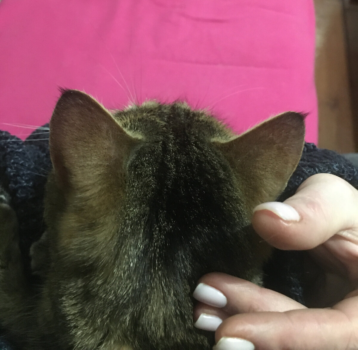 (Алиса... почти из Страны чудес)