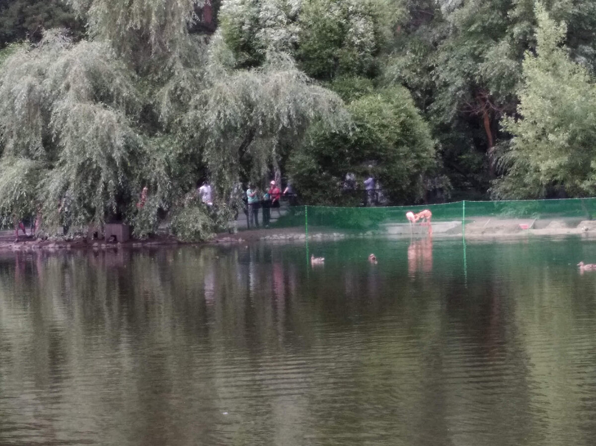 Фламинго в пруду в Новосибирском зоопарке
