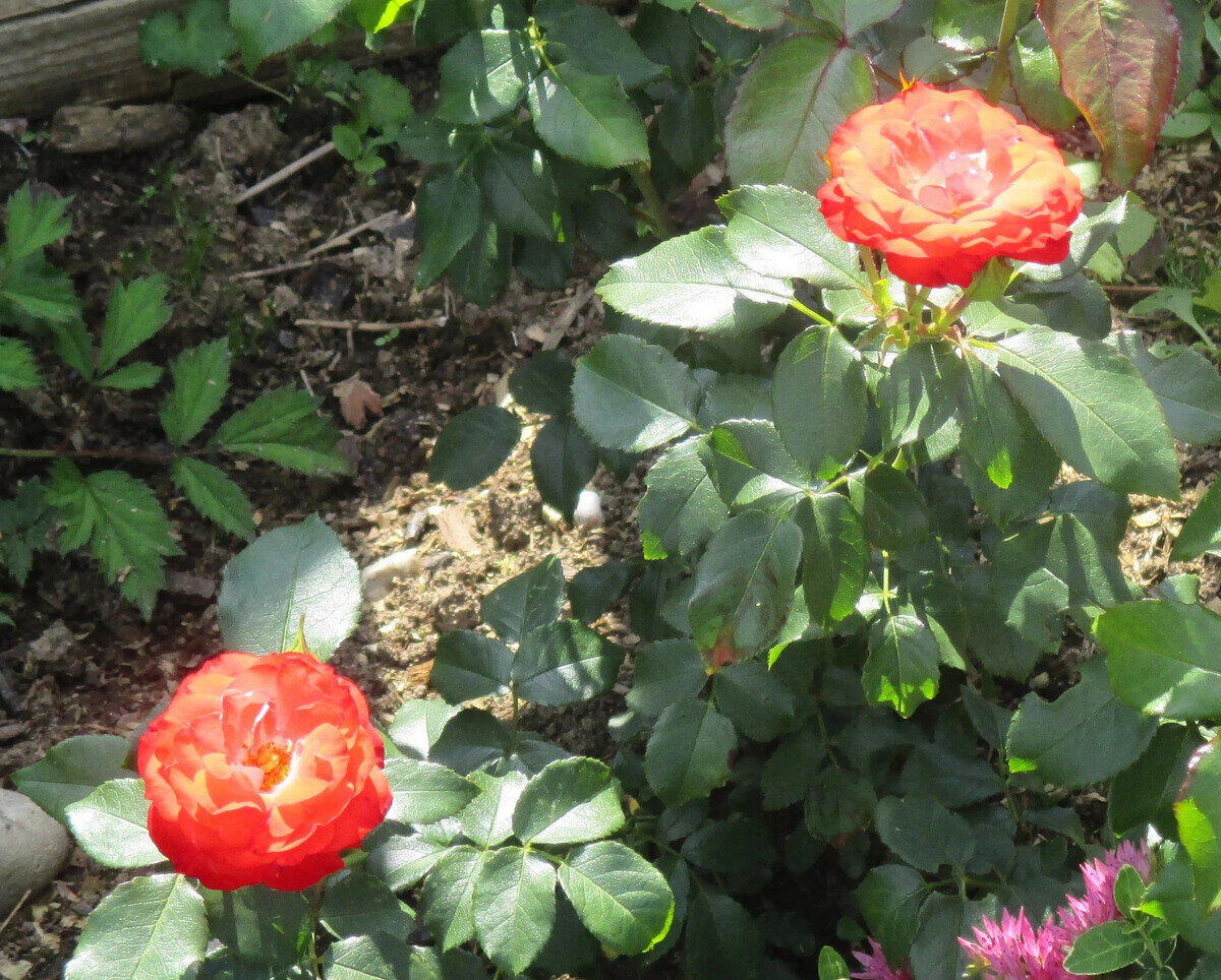 фото Надежды