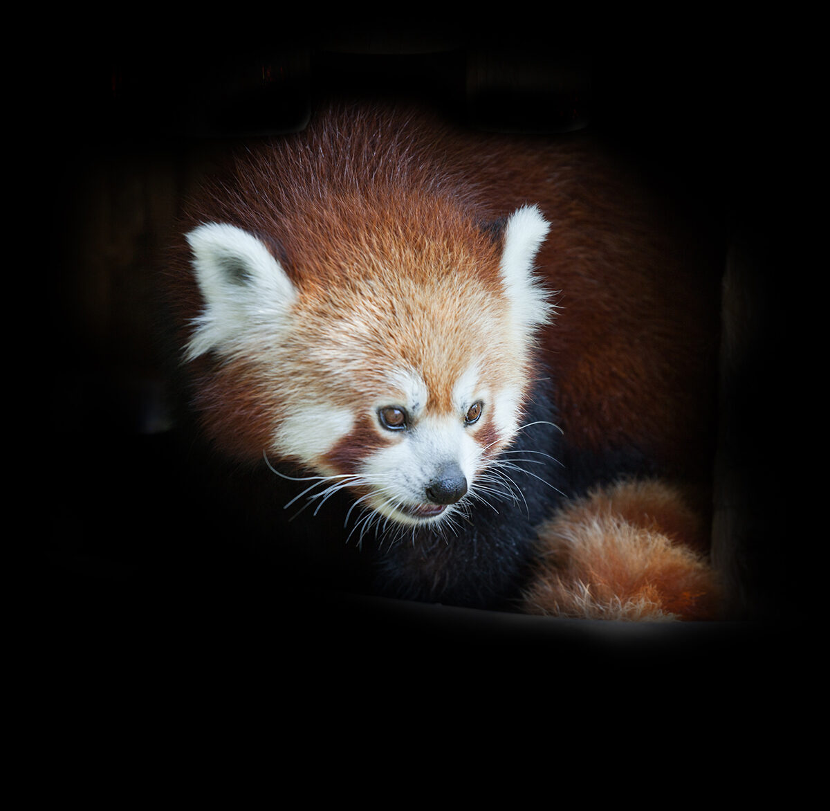 Красная панда. Зоопарк Вены