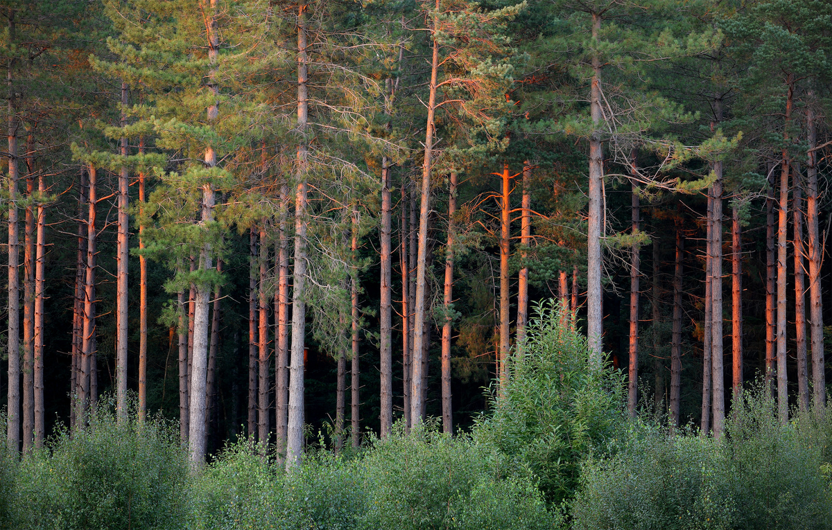 Такая лесная стена.   Фото из свободного доступа в Интернете.