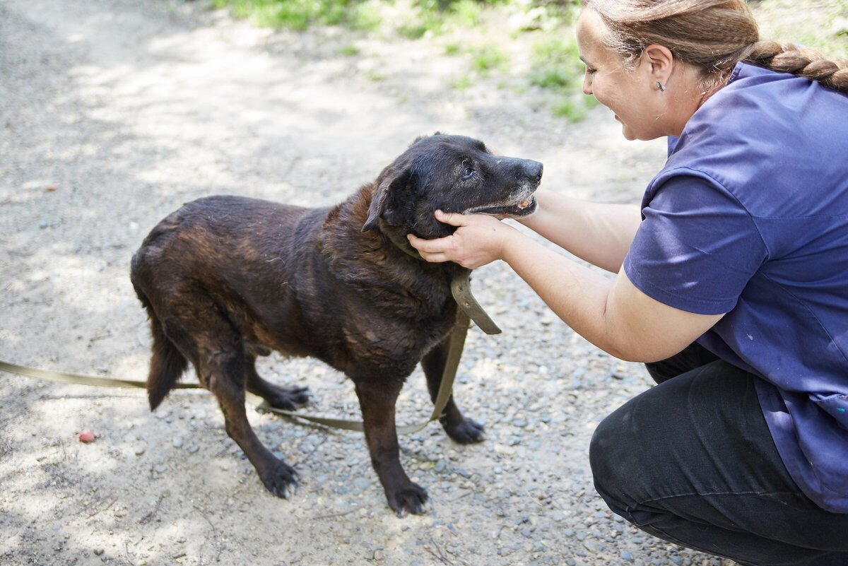 Собака не может сходить по большому. Собака не может сходить по большому. Если собака не может сходить в туалет. Собака на унитазе. Собака не может сходить по большому.