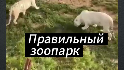 Мир животных это правильно ответ. Мир животных это правильно ответ