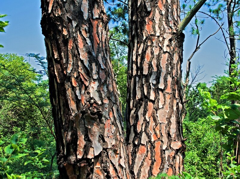 Отличия деревьев