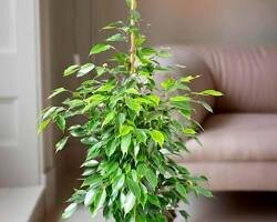 Фикус Бенджамина (Ficus benjamina)  – это популярное комнатное растение с крупными кожистым листьями. Оно  неприхотливо в уходе и подходит для начинающих цветоводов.