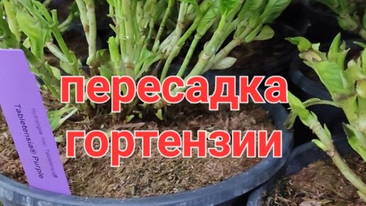 Подготовка гортензий к весеннему черенкованию.