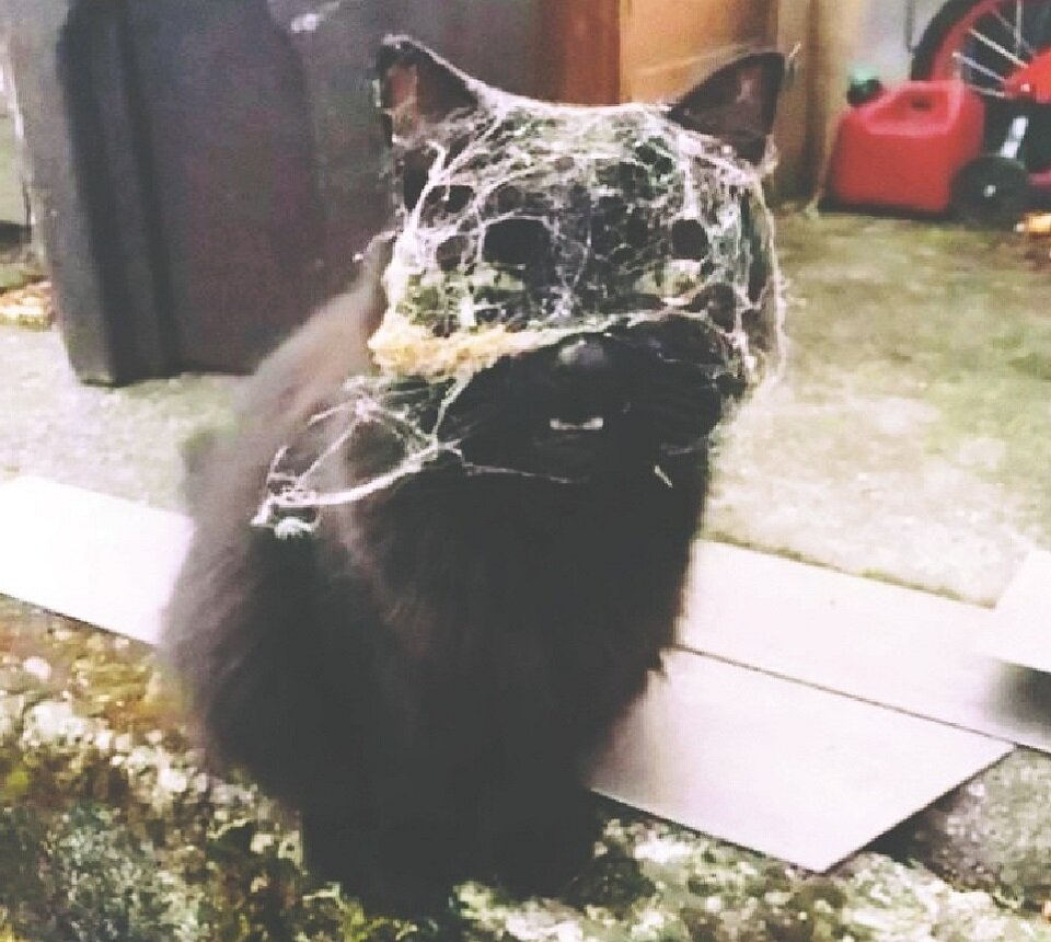 Смешной кот. Котенок мяукает. Фон для рабочего стола кошки. Стихи мартовский кот. Котики хорошие песня.